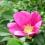 Trandafirul japonez Hamanasu